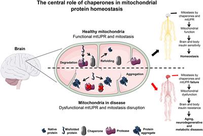 Frontiers | Mitochondrial Chaperones in the Brain: Safeguarding